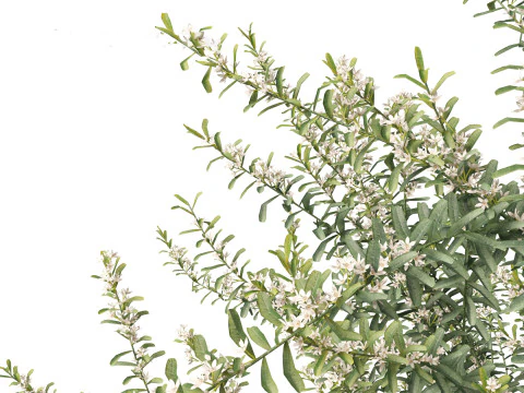 Philotheca Myoporoides Ruby Cascade - Wax Flower 3D Model
