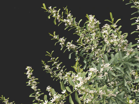 Philotheca Myoporoides Ruby Cascade - Wax Flower 3D Model
