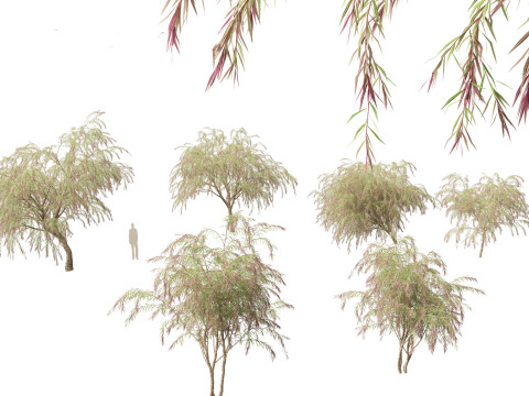 Burgundy Myrtle - Burgundy Willow Myrtle 3D Model