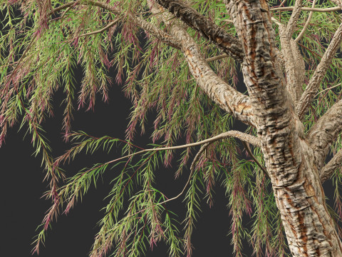 Burgundy Myrtle - Burgundy Willow Myrtle 3D 模型