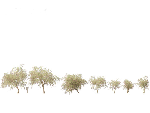 Burgundy Myrtle - Burgundy Willow Myrtle 3D 模型