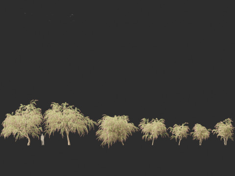 Burgundy Myrtle - Burgundy Willow Myrtle 3D 模型
