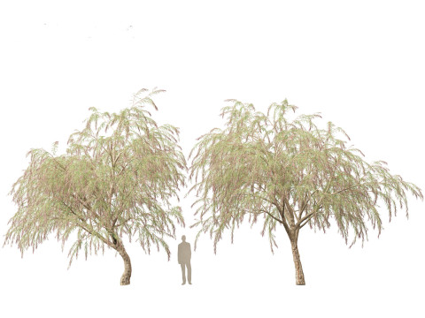 Burgundy Myrtle - Burgundy Willow Myrtle 3D 模型