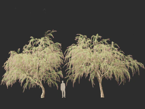 Mirto di Borgogna - Mirto di salice bordeaux Modello 3D