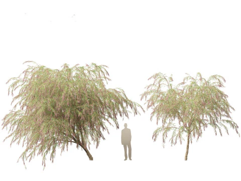 Mirto di Borgogna - Mirto di salice bordeaux Modello 3D