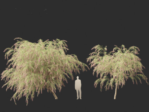 Burgundy Myrtle - Burgundy Willow Myrtle 3D 模型