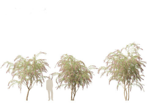 Burgundy Myrtle - Burgundy Willow Myrtle 3D 模型