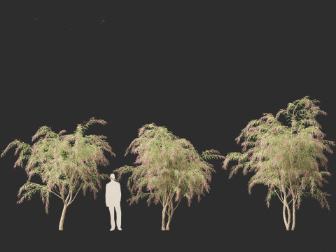Burgundy Myrtle - Burgundy Willow Myrtle 3D 模型