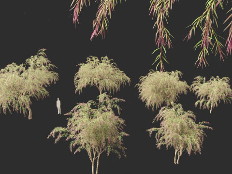 Mirto di Borgogna - Mirto di salice bordeaux Modello 3D