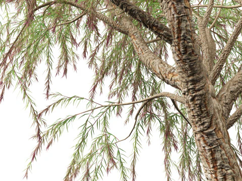 Mirto di Borgogna - Mirto di salice bordeaux Modello 3D