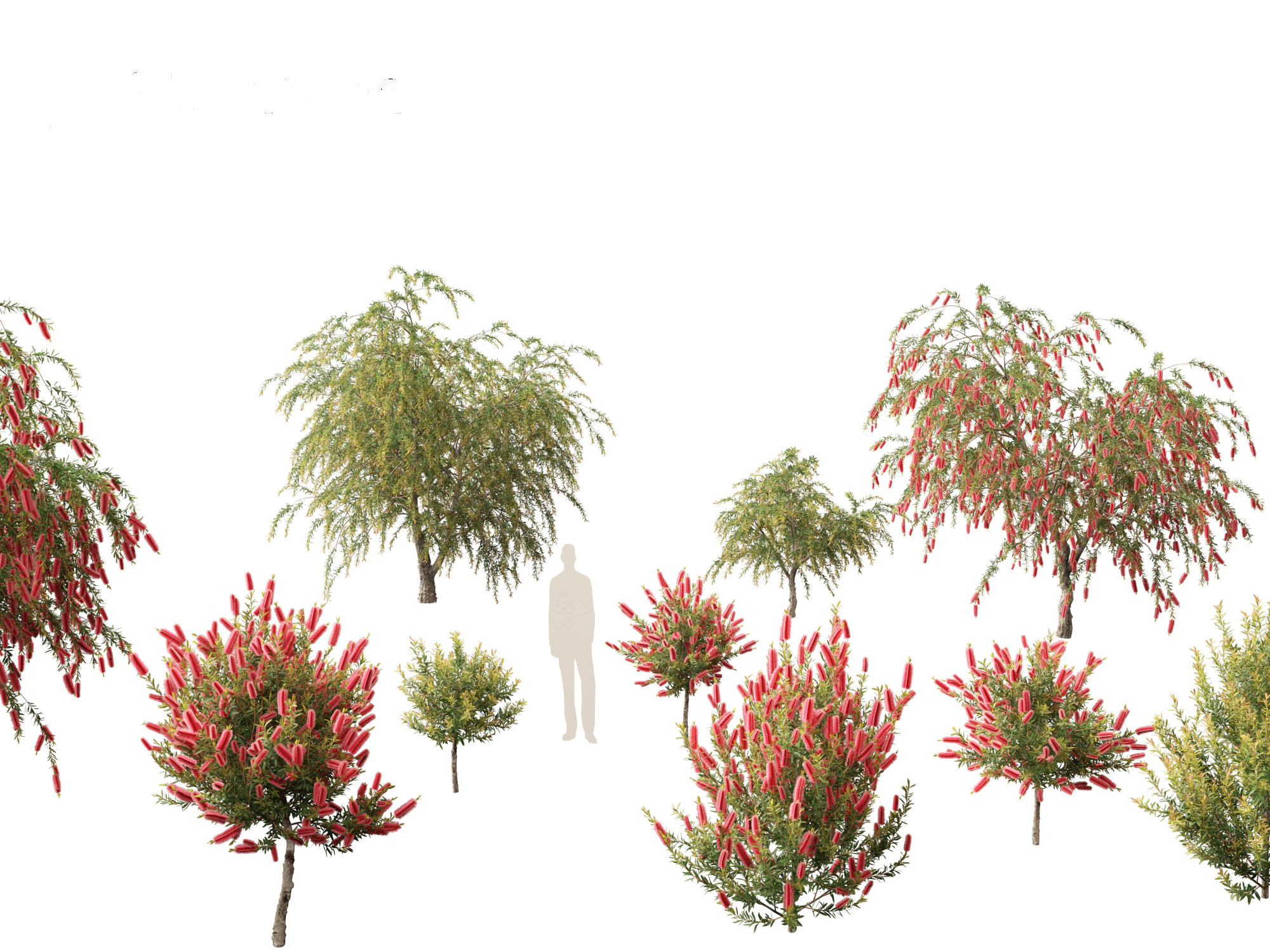 Callistemon endeavour - Bottlebrush 3D Model .c4d .max .obj .3ds .fbx .stl .blend
