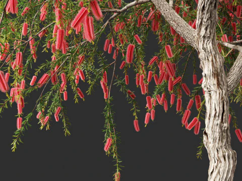Callistemon endeavour - Bottlebrush 3D Model