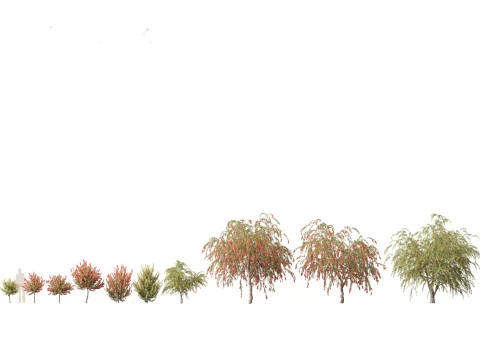 Callistemon endeavour - Bottlebrush 3D Model