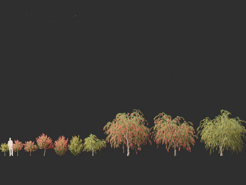 Callistemon endeavour - Bottlebrush 3D Model
