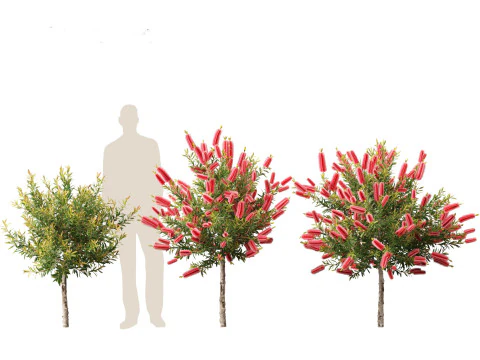 Callistemon endeavour - Bottlebrush 3D Model