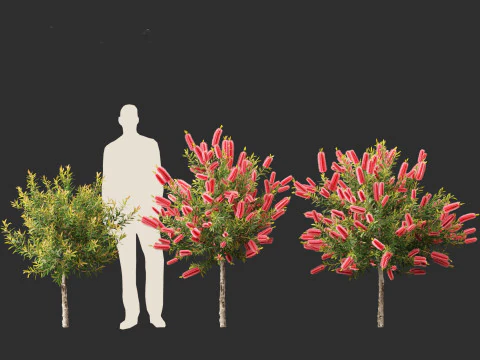 Callistemon endeavour - Bottlebrush 3D Model