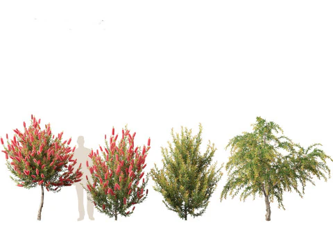 Callistemon endeavour - Bottlebrush 3D Model