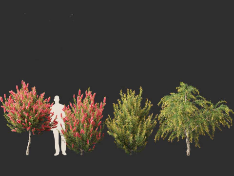 Callistemon endeavour - Bottlebrush 3D Model