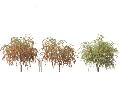 Callistemon endeavour - Bottlebrush 3D Model