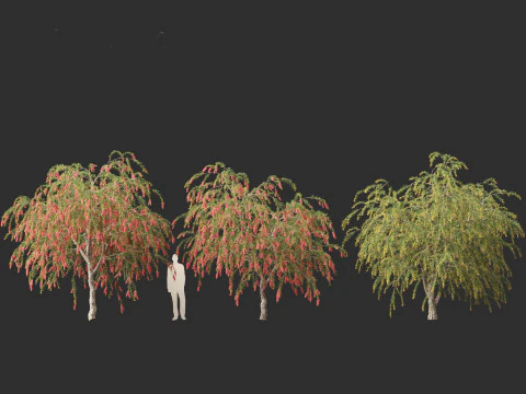 Callistemon endeavour - Bottlebrush 3D Model