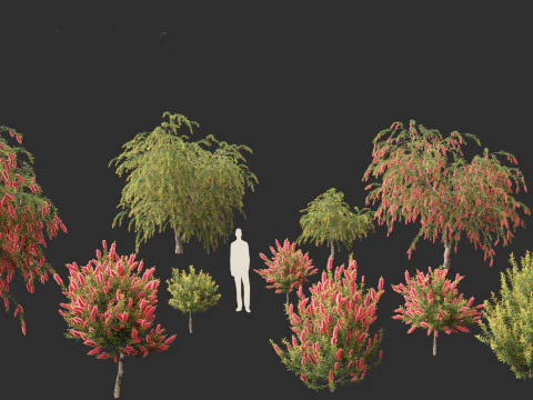 Callistemon endeavour - Bottlebrush 3D Model