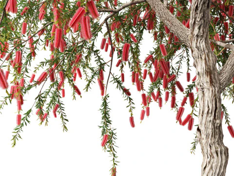 Callistemon endeavour - Bottlebrush 3D Model