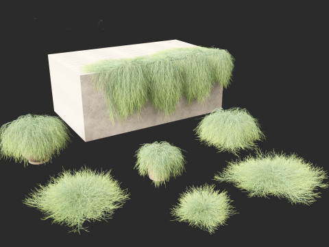 Casuarina glauca - Brazilian beefwood 3Dモデル