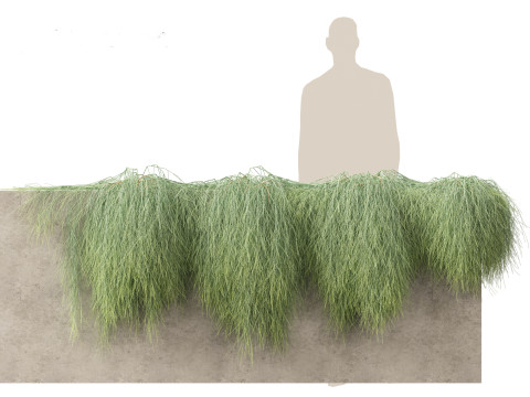 Casuarina glauca - Brazilian beefwood 3Dモデル