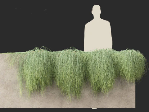Casuarina glauca - Brazilian beefwood 3D Model