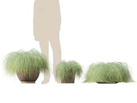 Casuarina glauca - Brazilian beefwood 3Dモデル