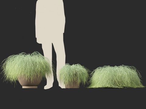 Casuarina glauca - Brazilian beefwood 3Dモデル