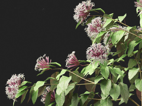 Clerodendrum quadriloculare 3D 模型