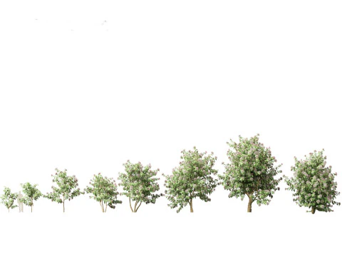 Clerodendrum quadriloculare 3D Model