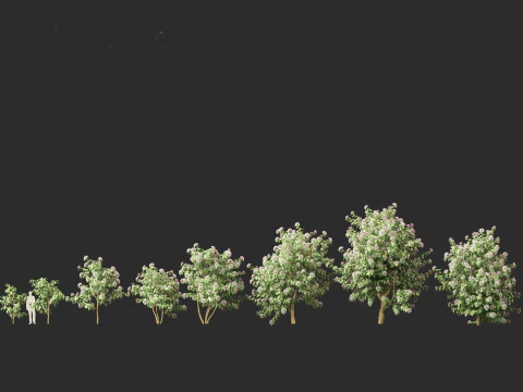 Clerodendrum quadriloculare 3D Model