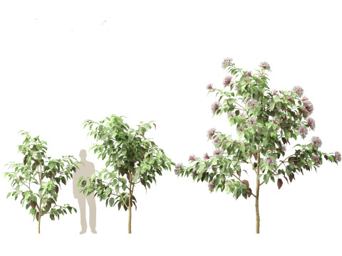 Clerodendrum quadriloculare 3D 模型