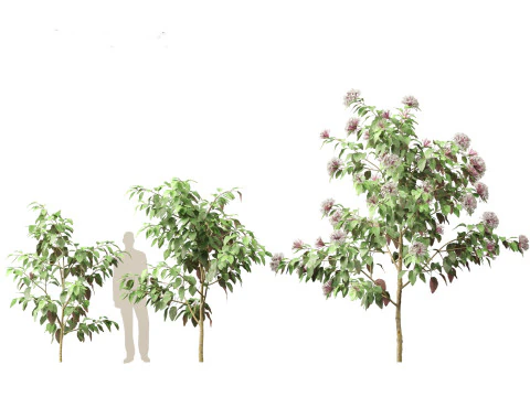 Clerodendrum quadriloculare 3D Model