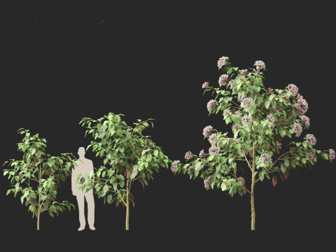 Clerodendrum quadriloculare 3D 模型