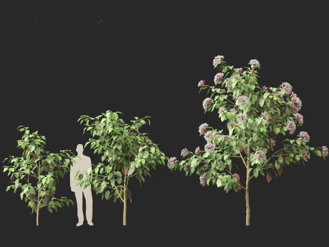 Clerodendrum quadriloculare 3D Model