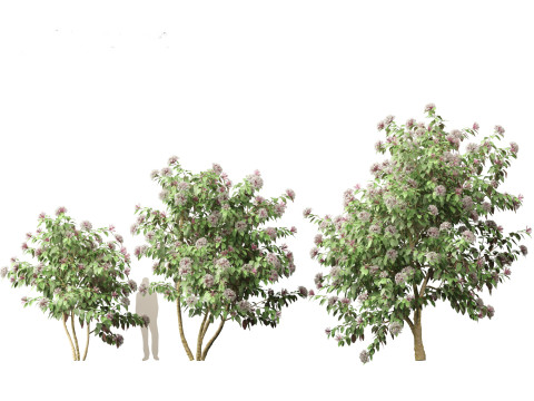 Clerodendrum quadriloculare 3D 模型