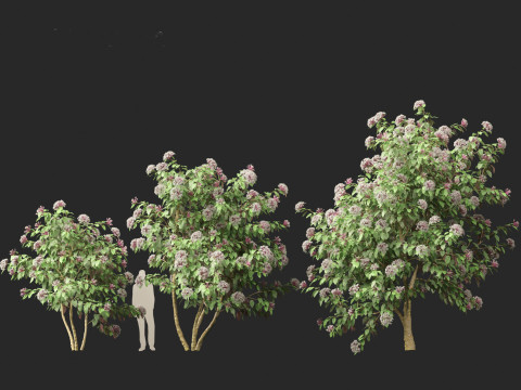Clerodendrum quadriloculare 3D 模型