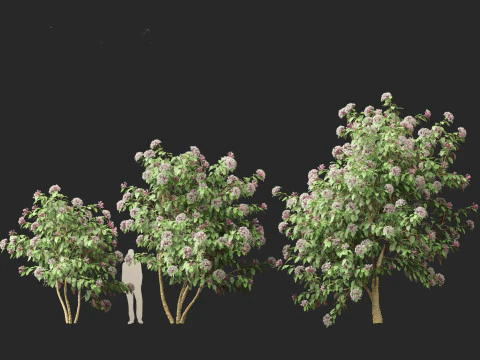 Clerodendrum quadriloculare 3D Model