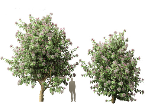 Clerodendrum quadriloculare 3D 模型