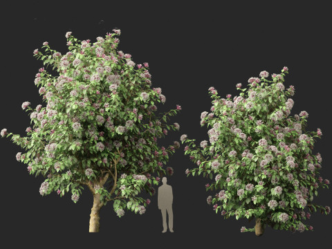 Clerodendrum quadriloculare 3D 模型