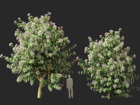 Clerodendrum quadriloculare 3D Model