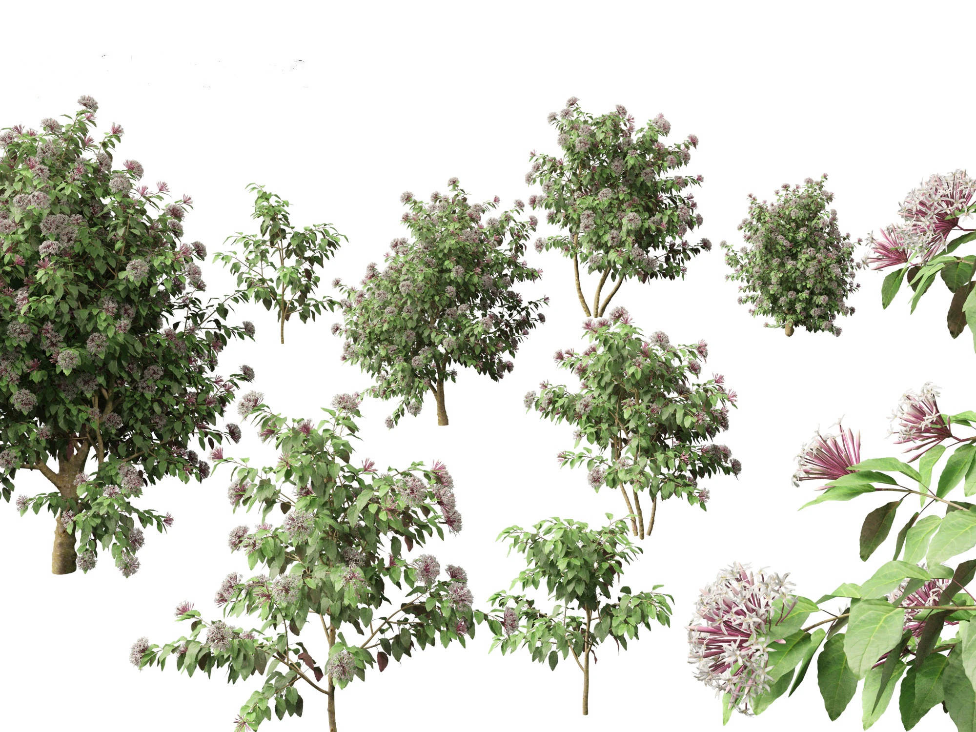 Clerodendrum quadriloculare 3D Model .c4d .max .obj .3ds .fbx .stl .blend 
