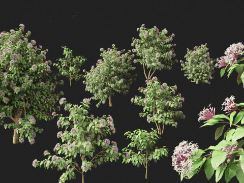 Clerodendrum quadriloculare 3D Model