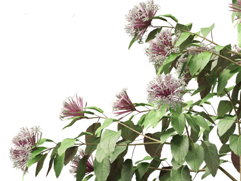 Clerodendrum quadriloculare 3D 模型