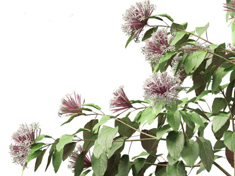 Clerodendrum quadriloculare 3D Model