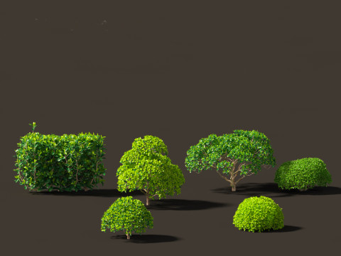 Camellia sinensis - Green tea 02 3D Model