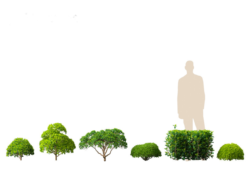 Camellia sinensis - Green tea 02 3D Model .c4d .max .obj .3ds .fbx .stl .blend 